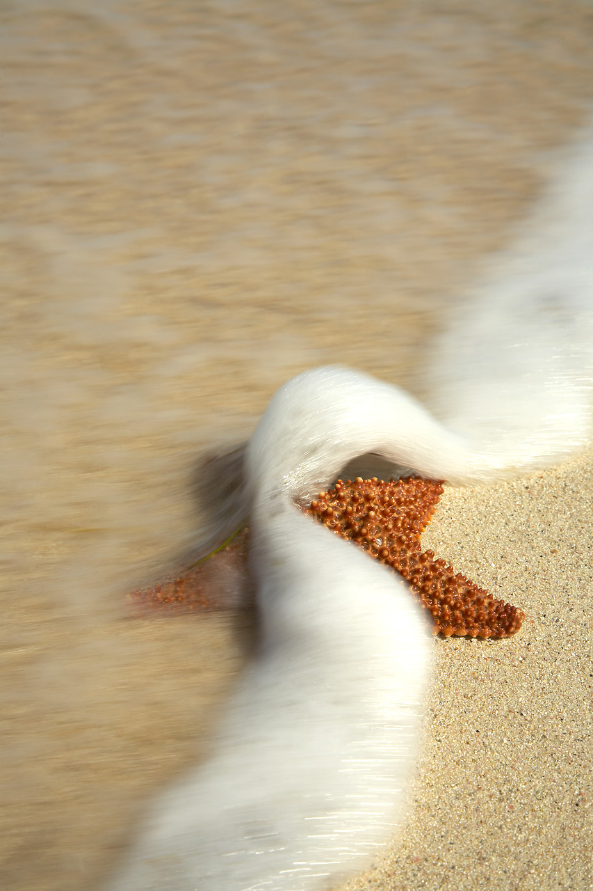 #070105-1 - Surf & Starfish, Barbuda, Caribbean, West Indies