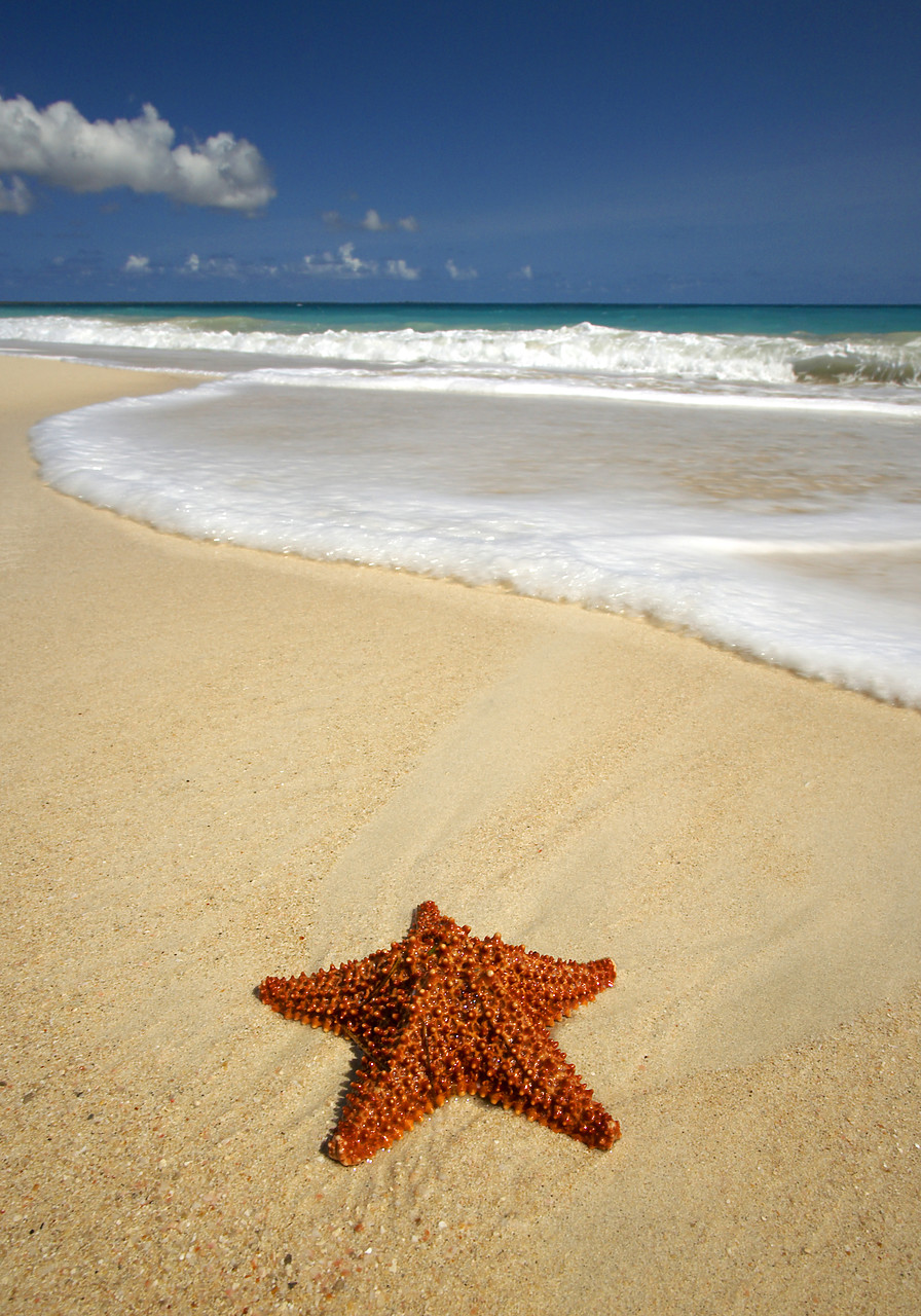 #070106-1 - Surf & Starfish, Barbuda, Caribbean, West Indies