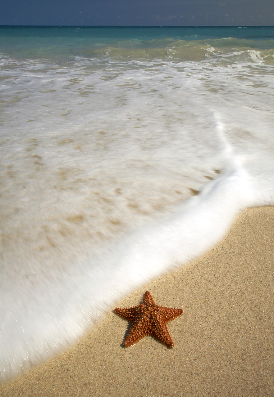 #070107-1 - Surf & Starfish, Barbuda, Caribbean, West Indies