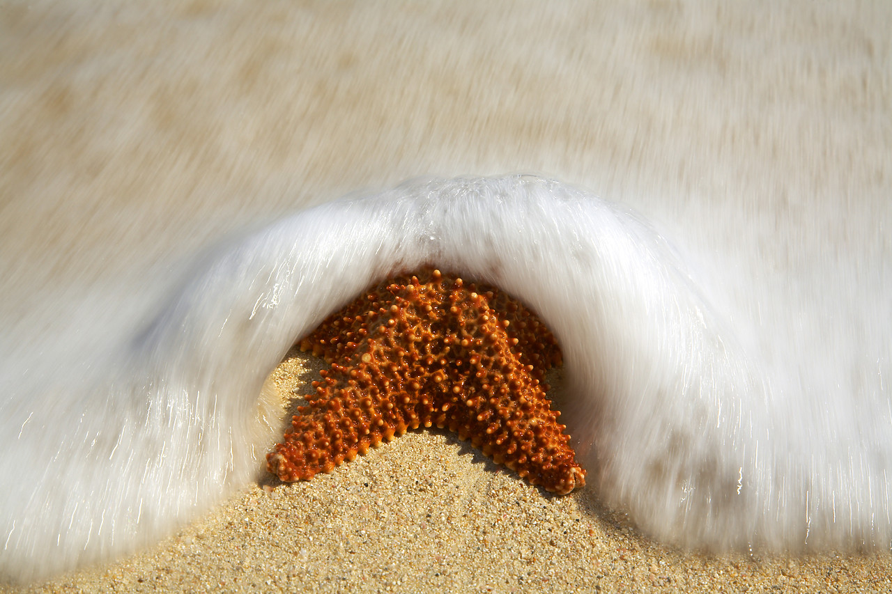 #070108-1 - Surf & Starfish, Barbuda, Caribbean, West Indies