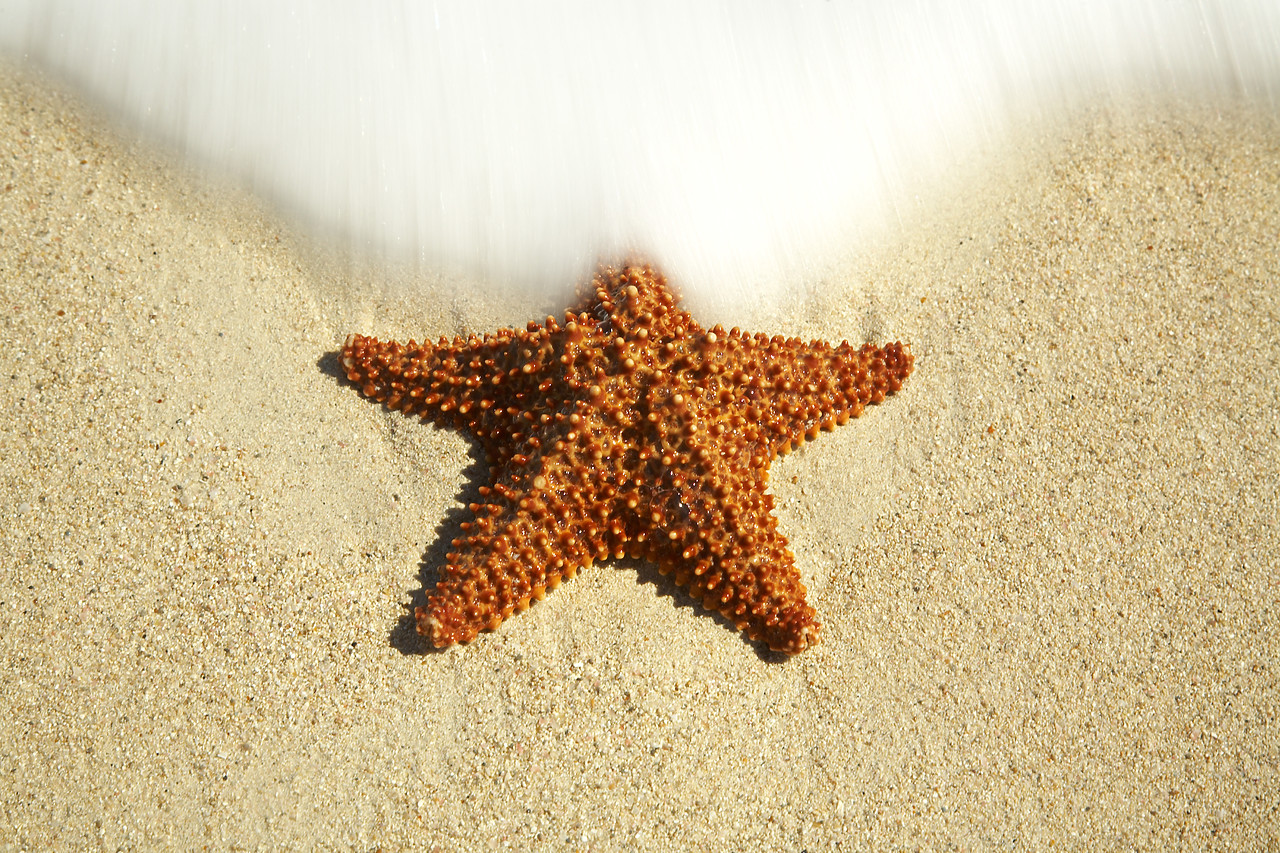 #070109-1 - Surf & Starfish, Barbuda, Caribbean, West Indies