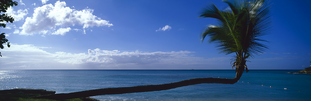 #070113-1 - Lateral Palm Tree, Antigua, Caribbean, West Indies