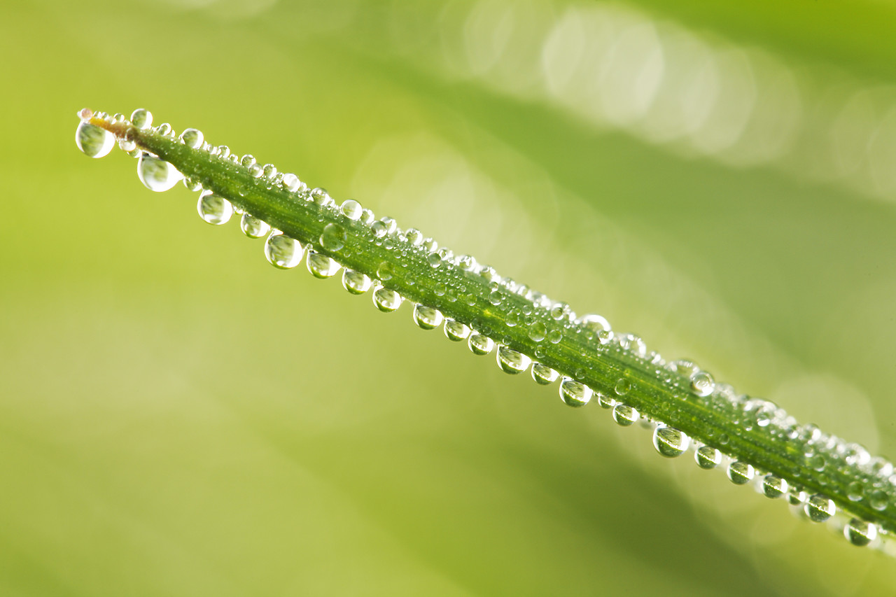#070128-1 - Dew Drops on Grass, Norfolk, England