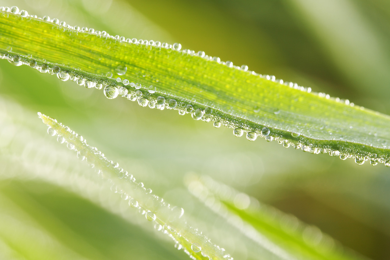 #070129-1 - Dew Drops on Grass, Norfolk, England