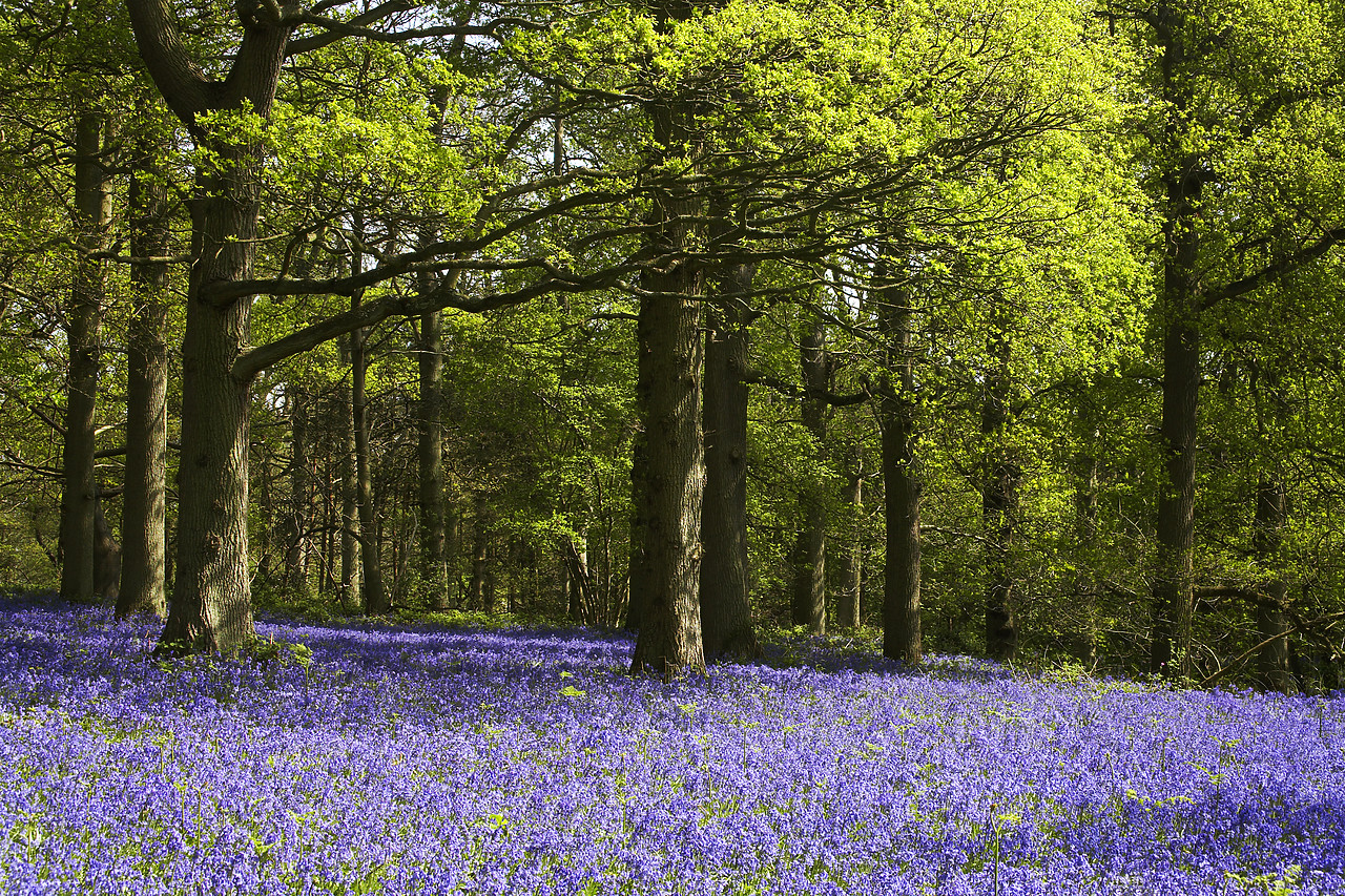 #070130-1 - Bluebell Wood, Blickling Estate, Norfolk, England