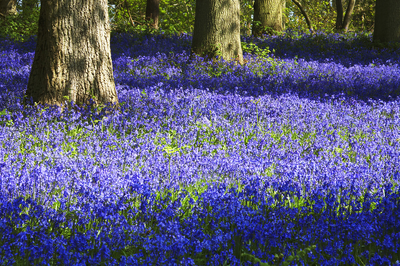 #070131-1 - Bluebell Wood, Blickling Estate, Norfolk, England