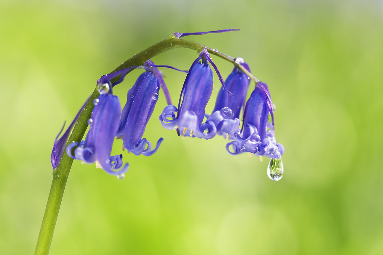 #070132-1 - Dew Drop & Bluebells, Norfolk, England
