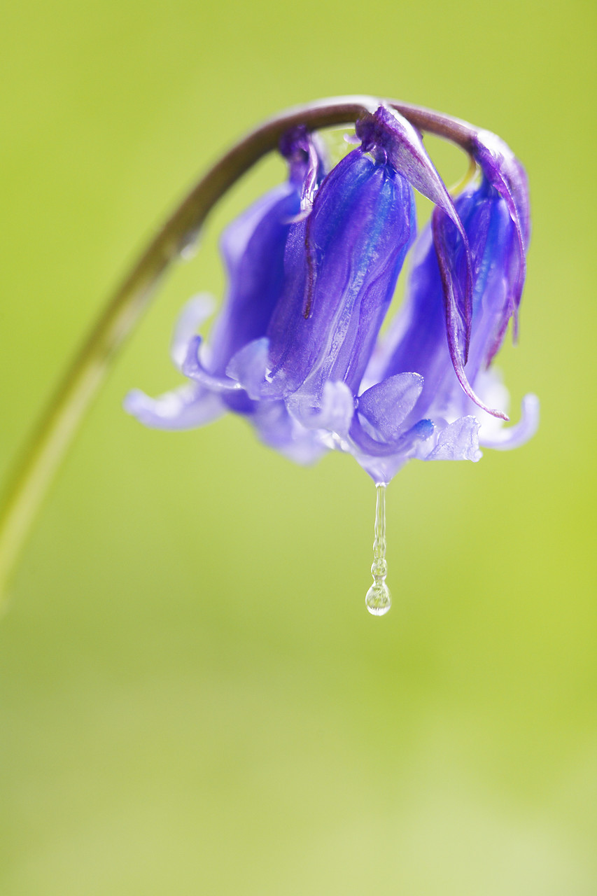 #070133-1 - Dew Drop & Bluebells, Norfolk, England