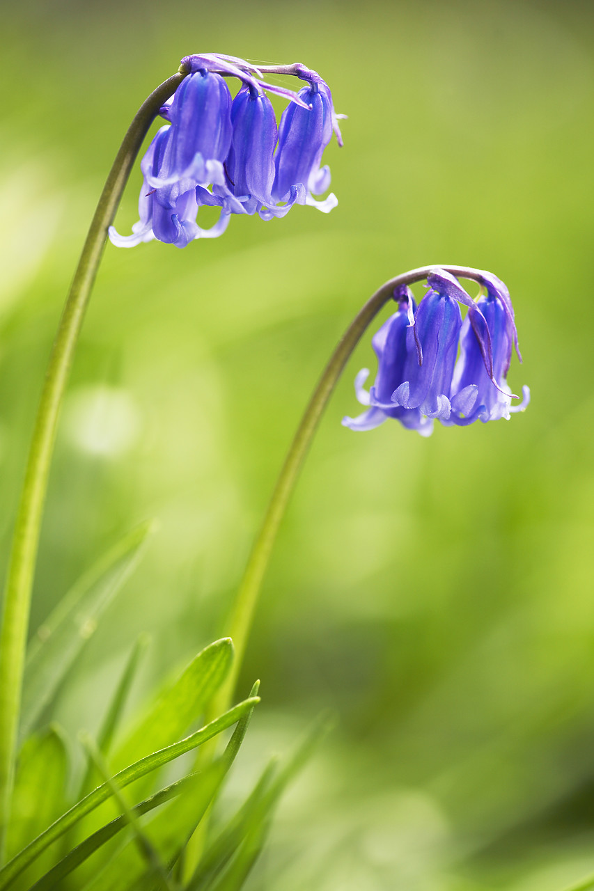 #070134-1 - Bluebells in Close-up, Norfolk, England