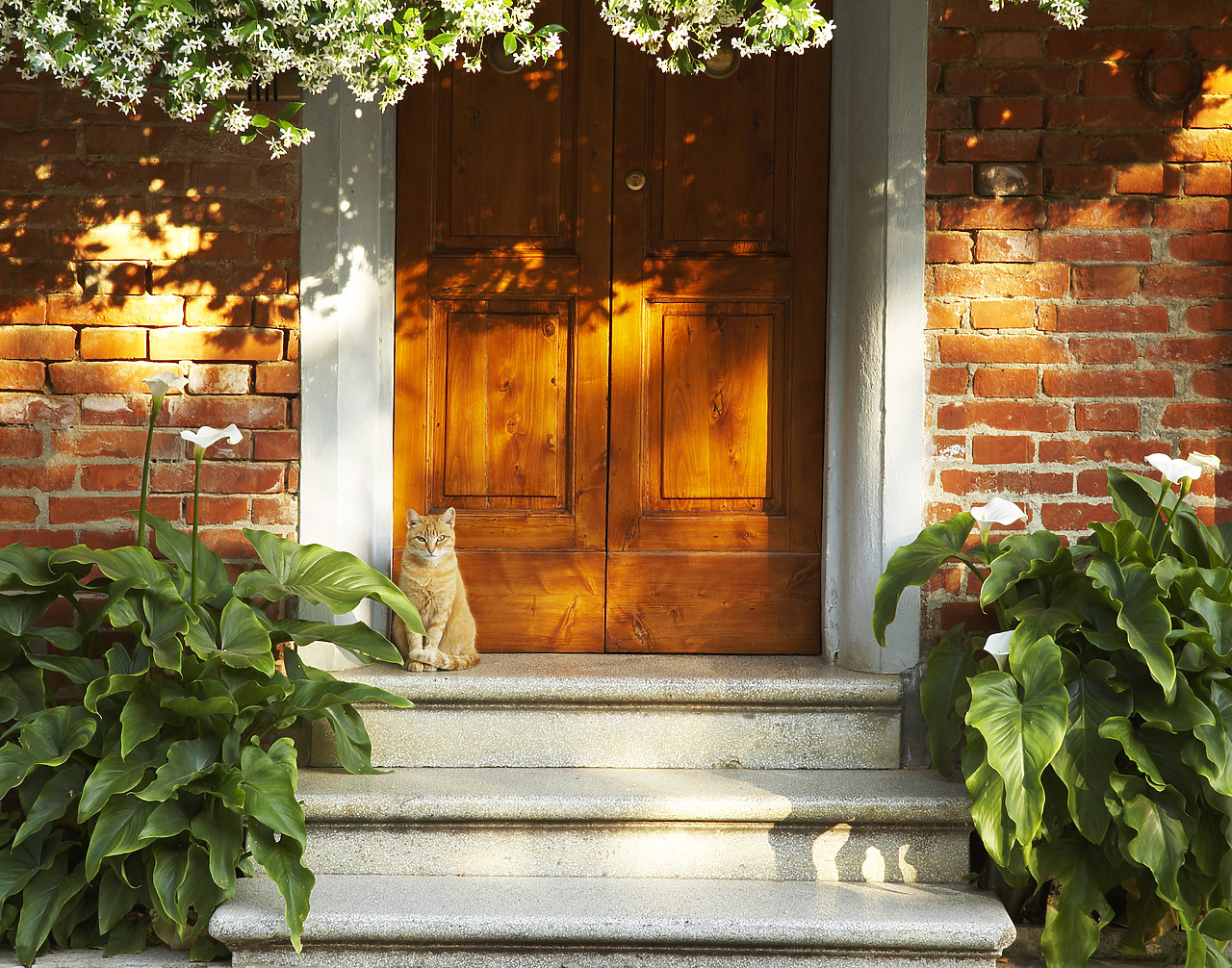 #070174-1 - Cat on Doorstep, Montisi, Tuscany, Italy