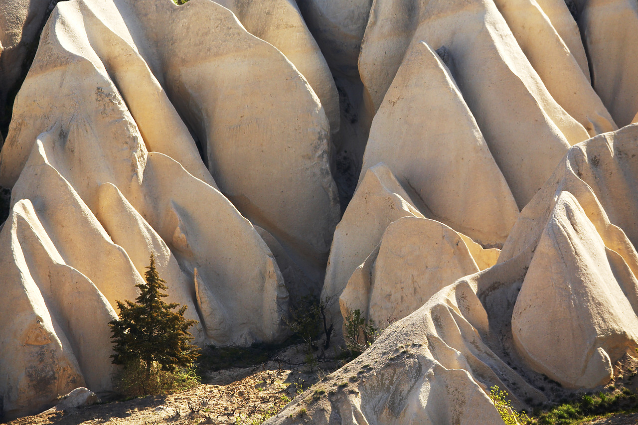 #070209-1 - Lone Tree & Tufa Rock Formations, near Goreme, Cappadocia, Turkey