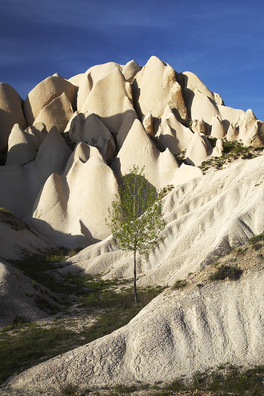 #070216-2 - Lone Tree & Eroded Tufa Formations, near Goreme, Cappadocia, Turkey