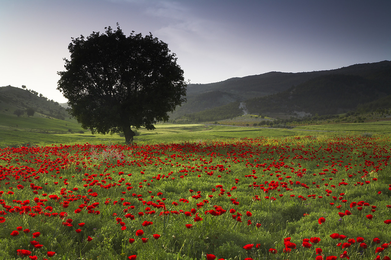 #070243-1 - Lone Tree in Field of Poppies, near Adiyaman, Turkey