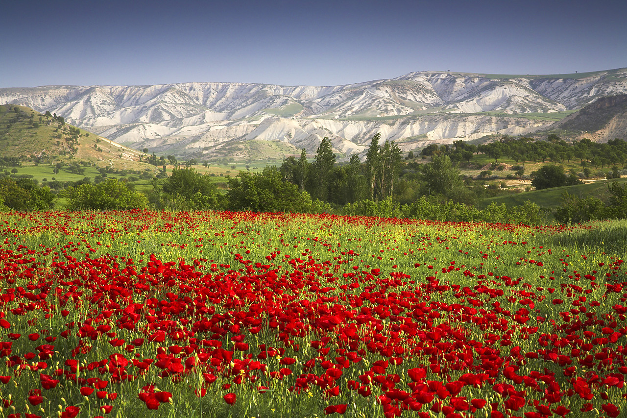 #070244-1 - Field of Poppies, near Adiyaman, Turkey