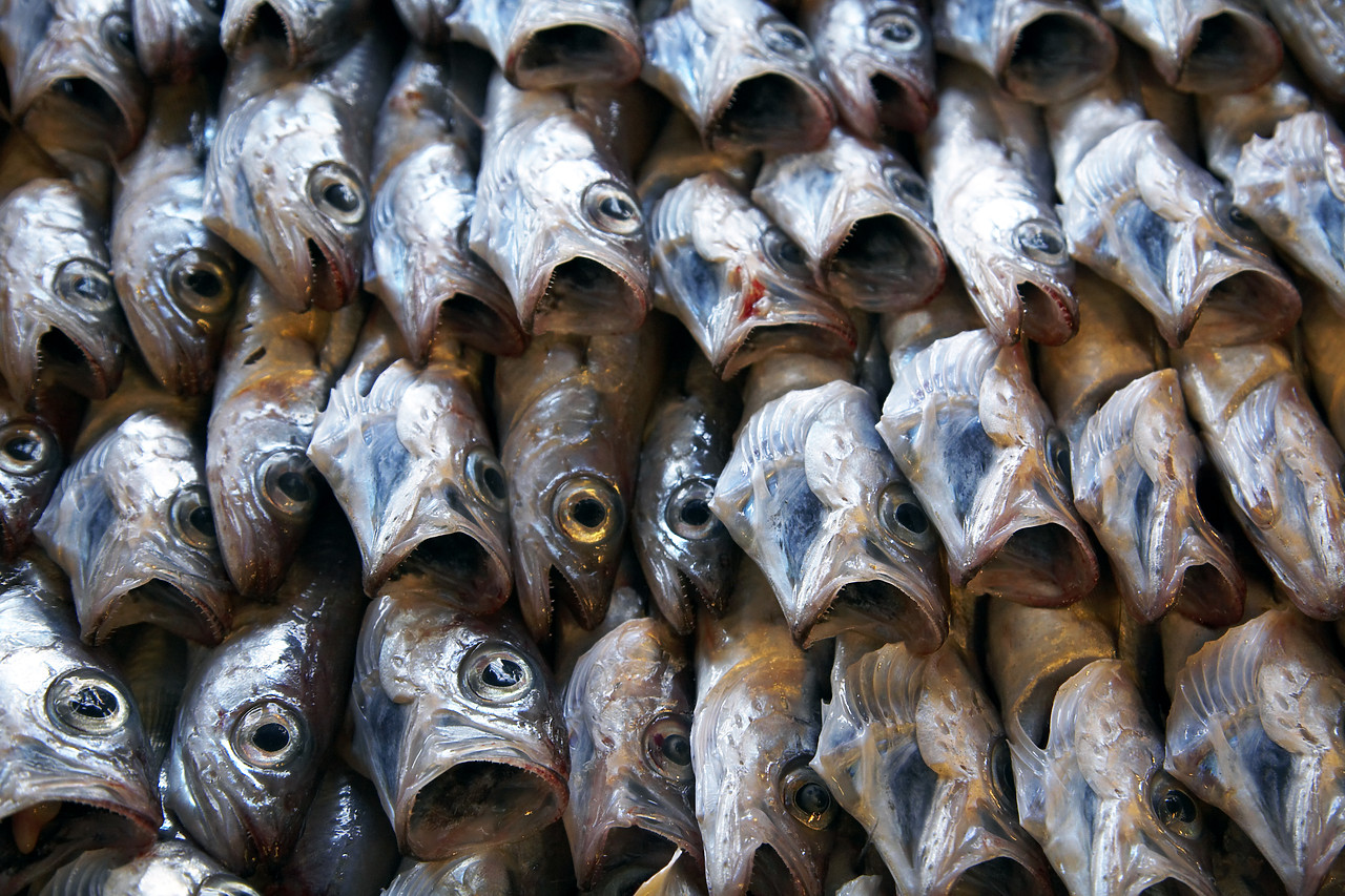 #070290-1 - Fish Patterns, Santa Marghita, Liguria, Italy