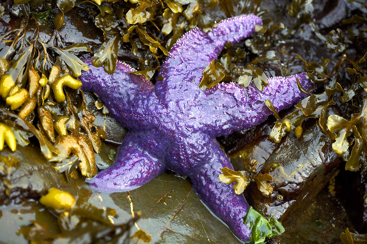 #070296-2 - Ochre Seastar, British Columbia, Canada