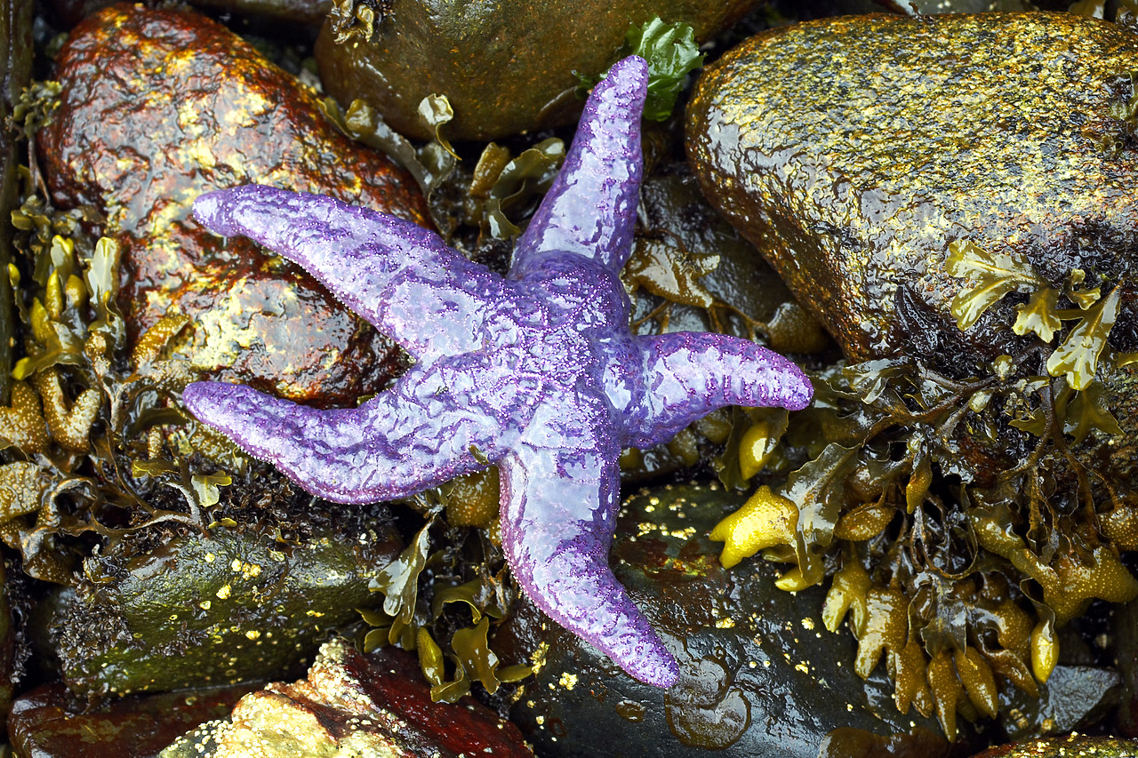 #070297-1 - Ochre Seastar, British Columbia, Canada