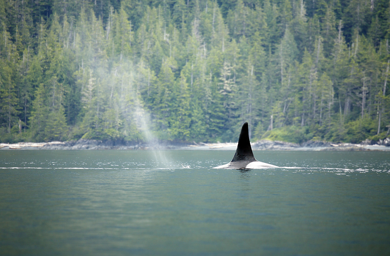 #070300-1 - Orca Spouting, Johnston Strait, British Columbia, Canada