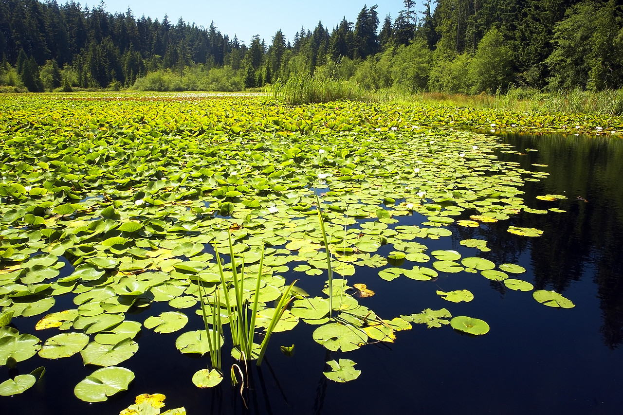 #070306-1 - Beaver Lake, Stanley Park, Vancouver, British Columbia, Canada