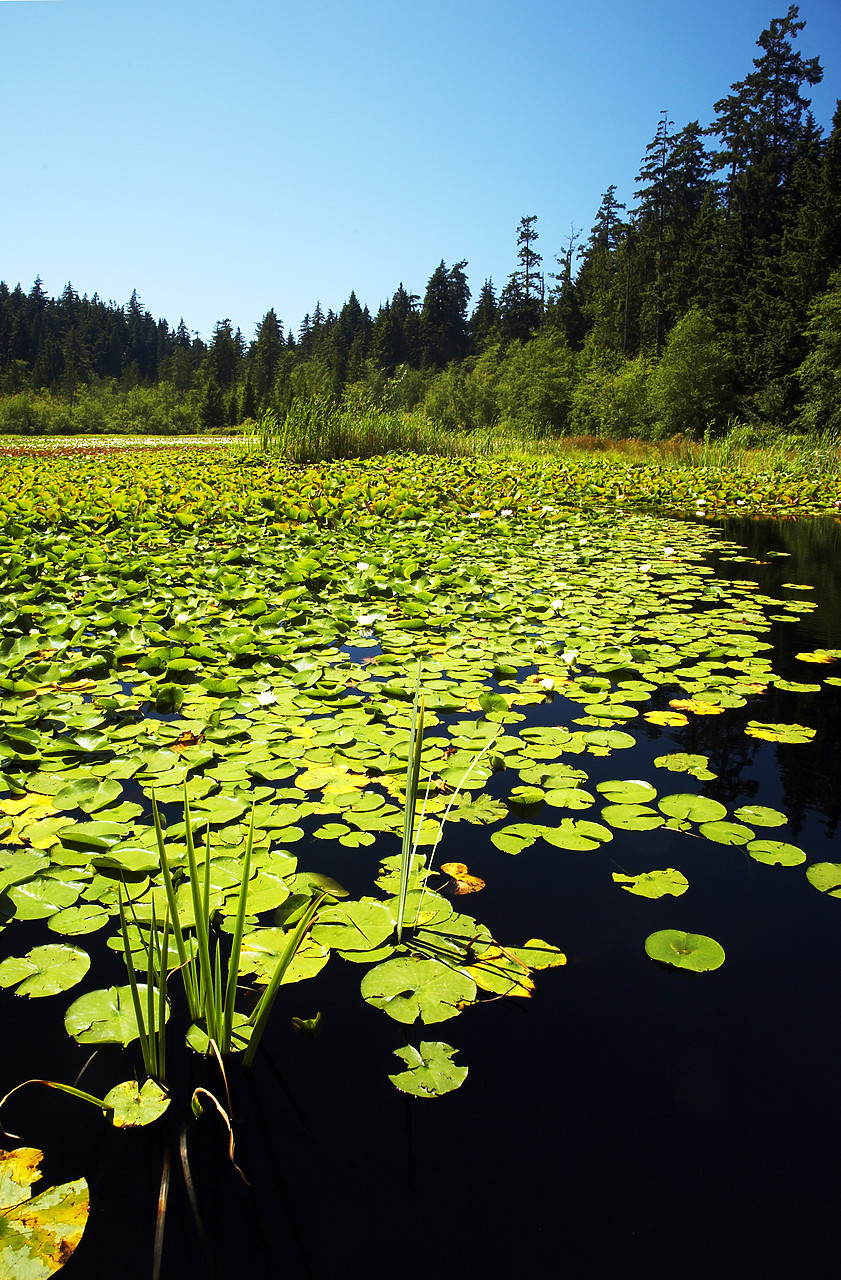 #070306-2 - Beaver Lake, Stanley Park, Vancouver, British Columbia, Canada