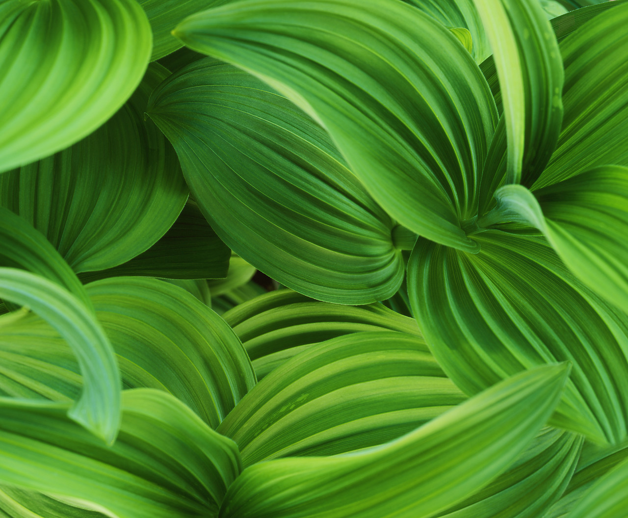 #070328-1 - Corn Lilies, Mount Baker National Forest, Washington, USA