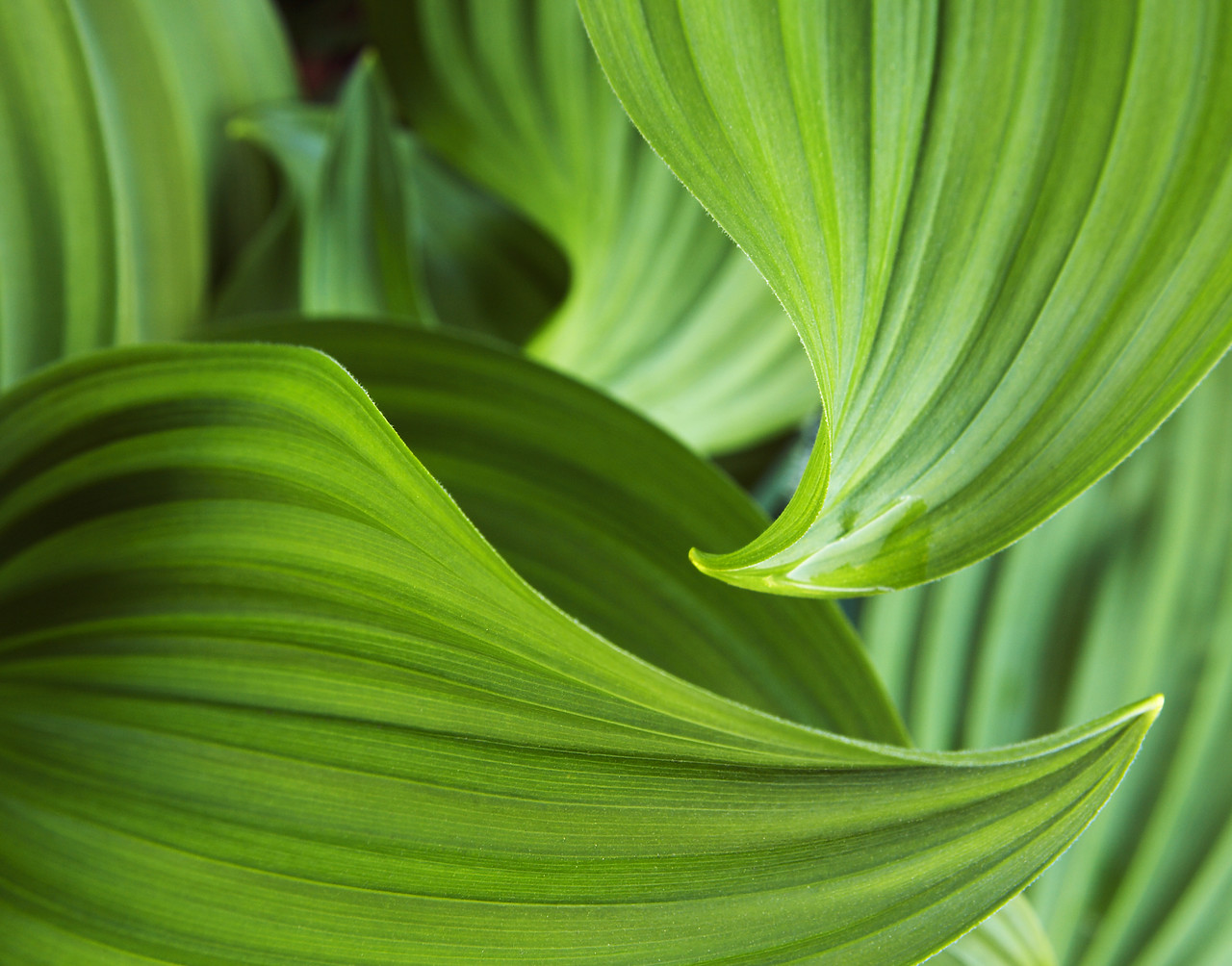 #070330-1 - Corn Lilies, Mount Baker National Forest, Washington, USA