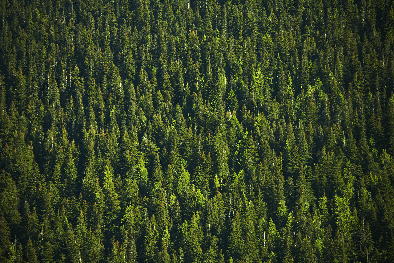 #070342-1 - Pine Forest, Mt. Baker-Snoqualmie National Forest, Washington, USA