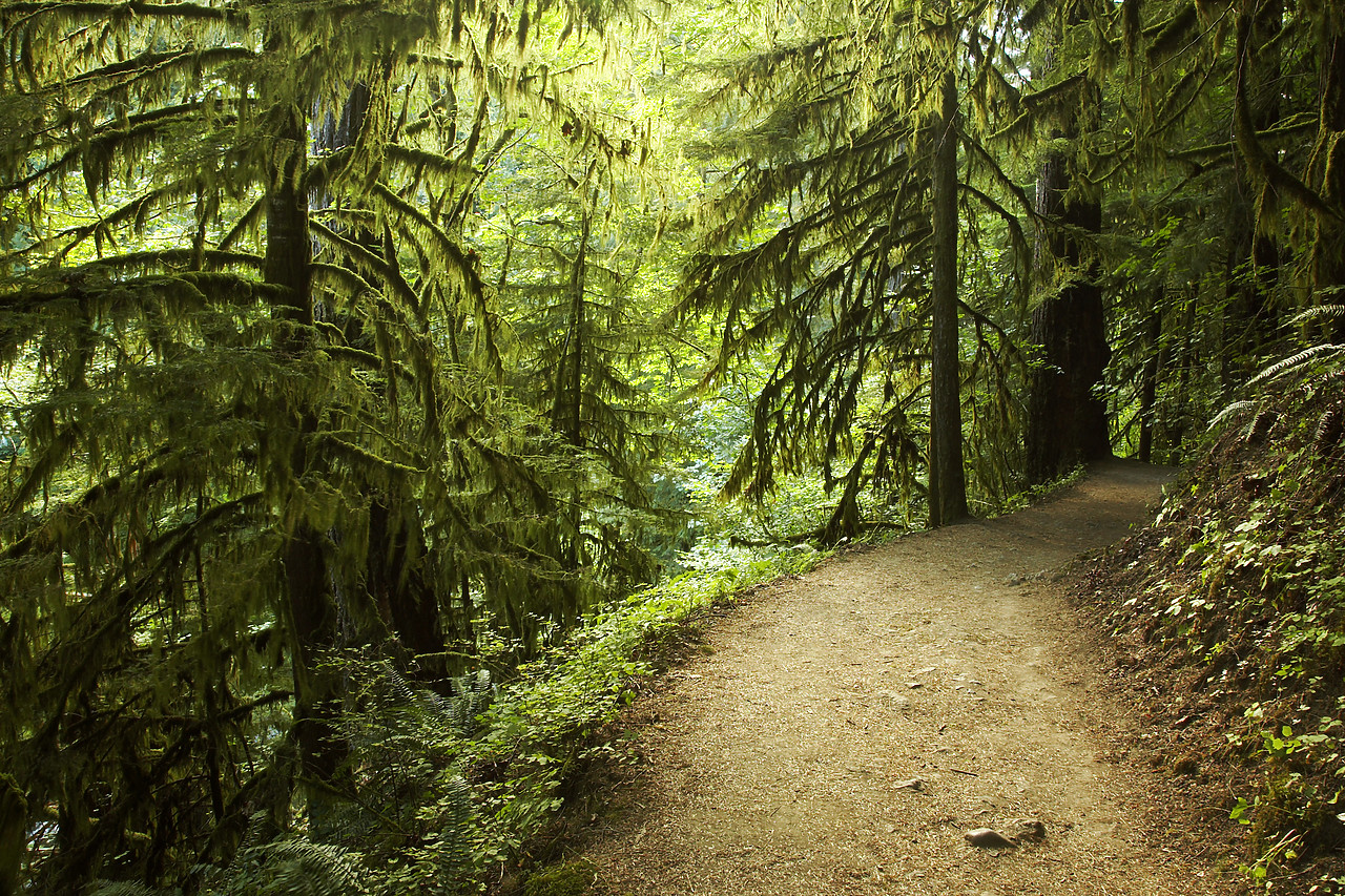 #070343-1 - Path through Old Growth Forest, Columbia Gorge, Oregon, USA