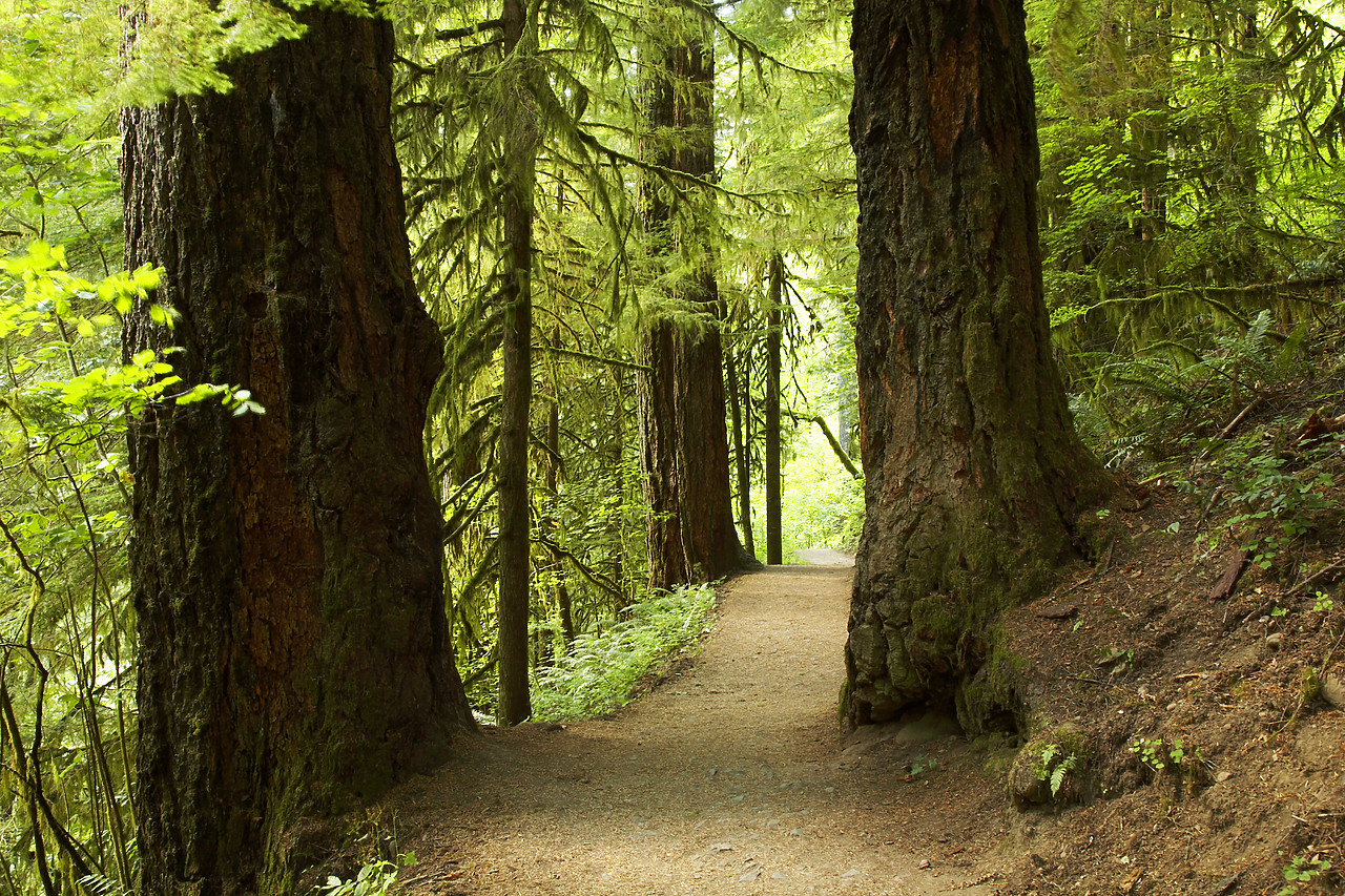 #070344-1 - Path through Old Growth Forest, Columbia Gorge, Oregon, USA