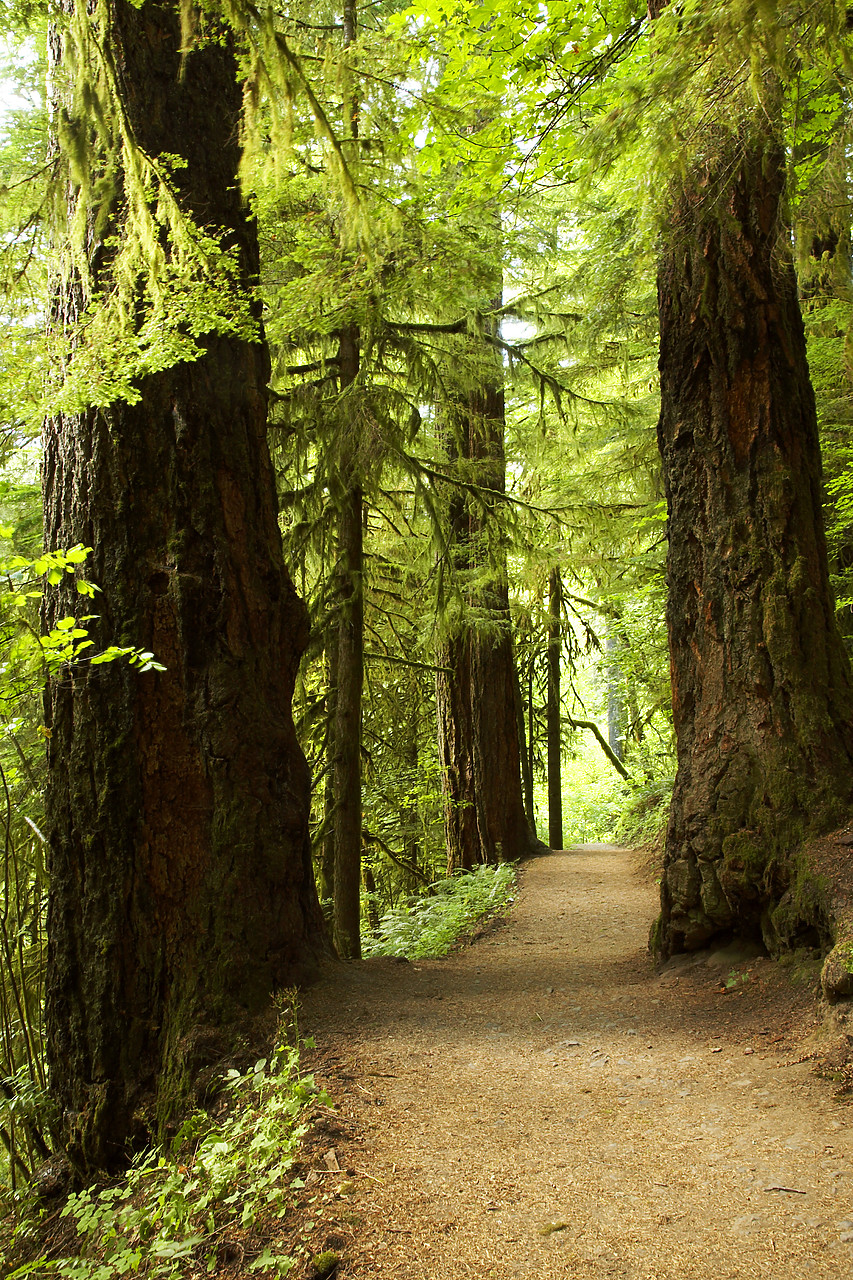 #070344-2 - Path through Old Growth Forest, Columbia Gorge, Oregon, USA