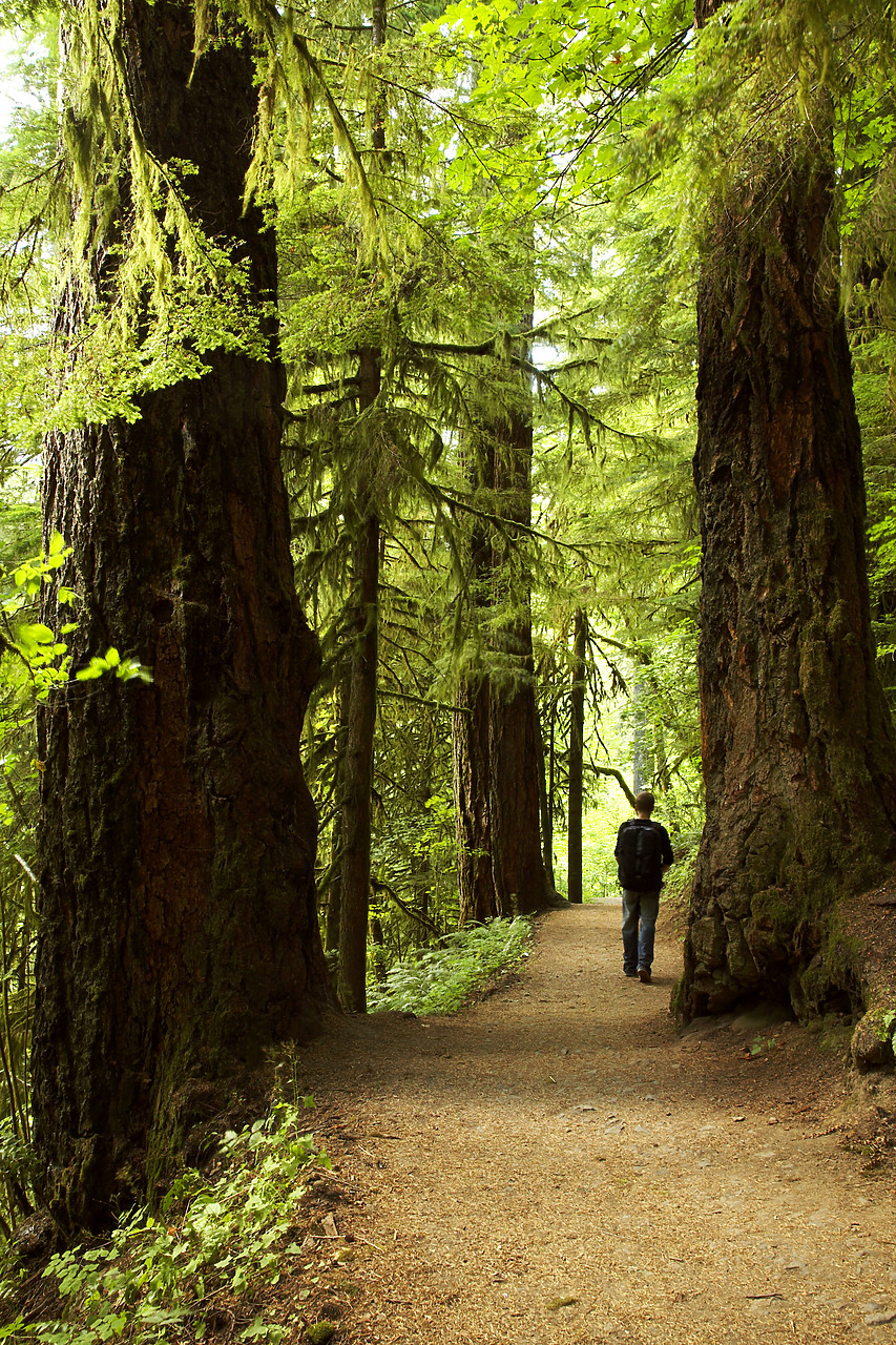 #070344-3 - Hiker on Eagle Creek Trail, Columbia Gorge, Oregon, USA