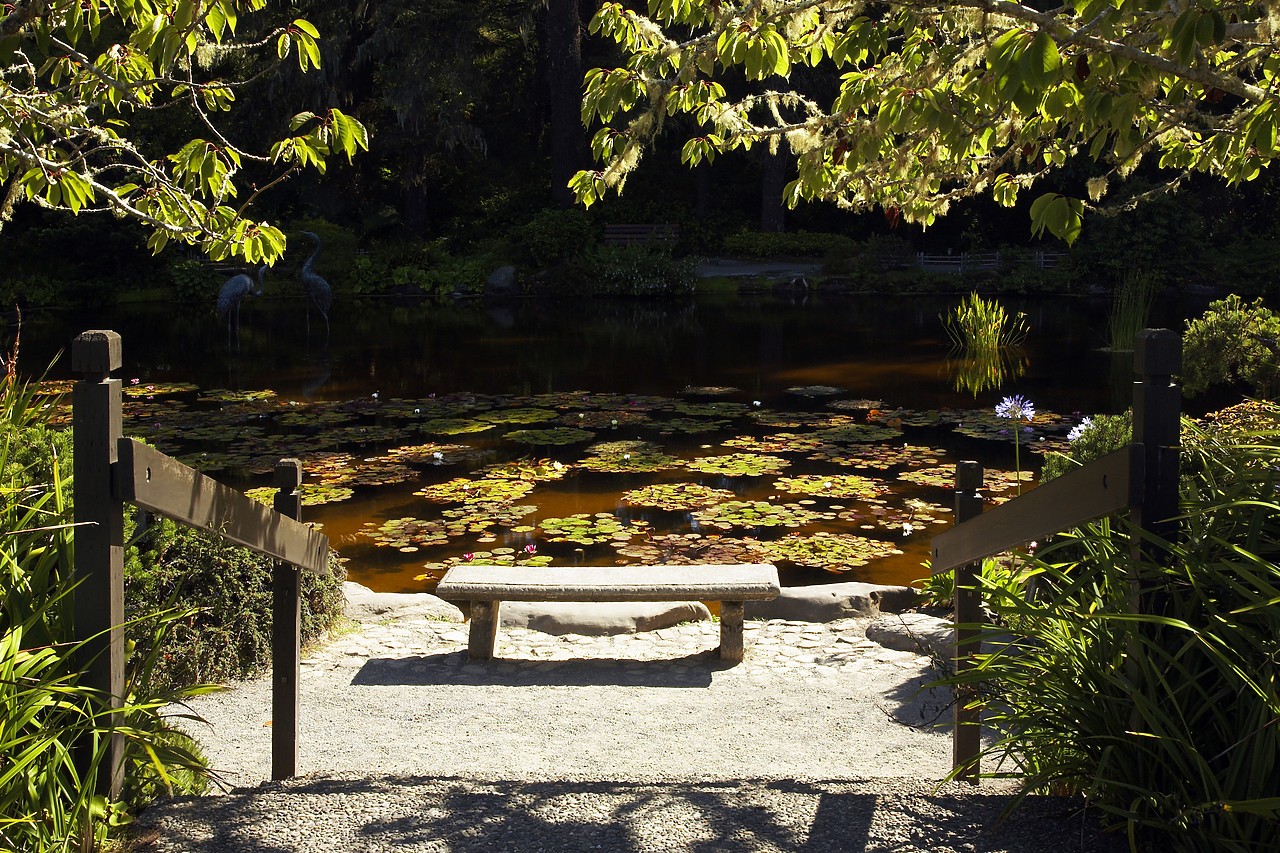 #070364-1 - Bench & Lily Pond, Shore Acres State Park, near Coos Bay, Oregon, USA