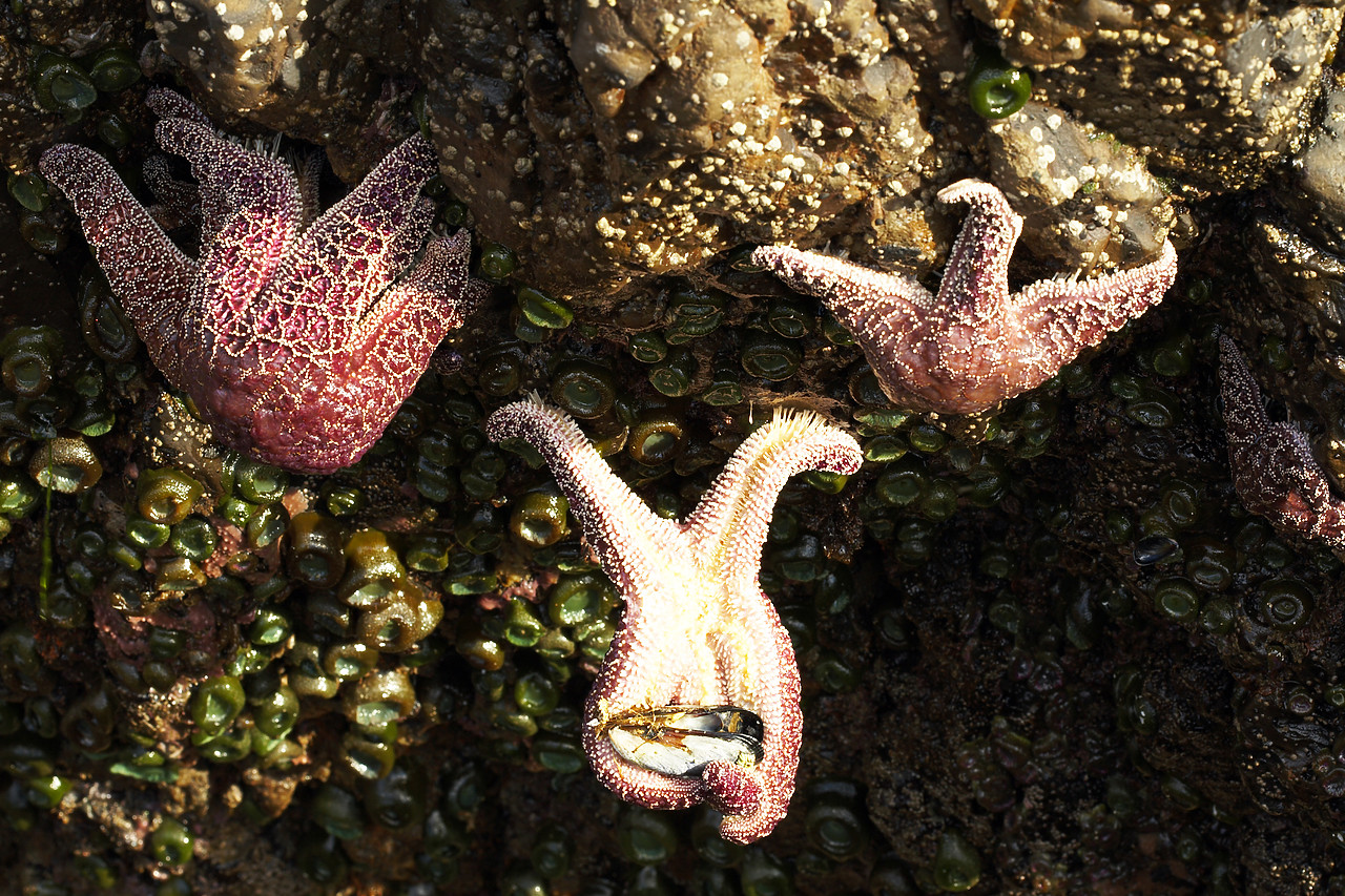 #070392-1 - Ochre Sea Star Eating a Mussel, Canon Beach, Oregon, USA