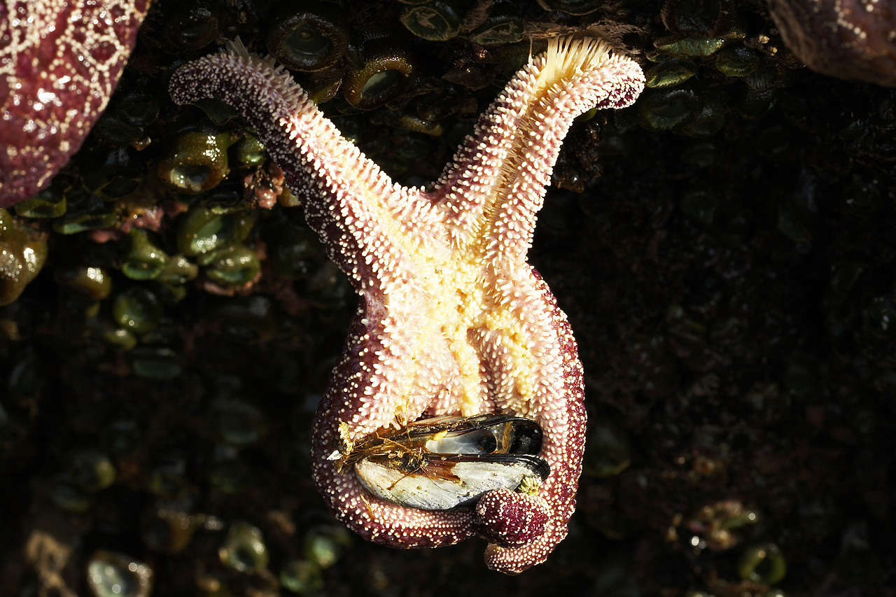 #070392-2 - Ochre Sea Star Eating a Mussel, Canon Beach, Oregon, USA