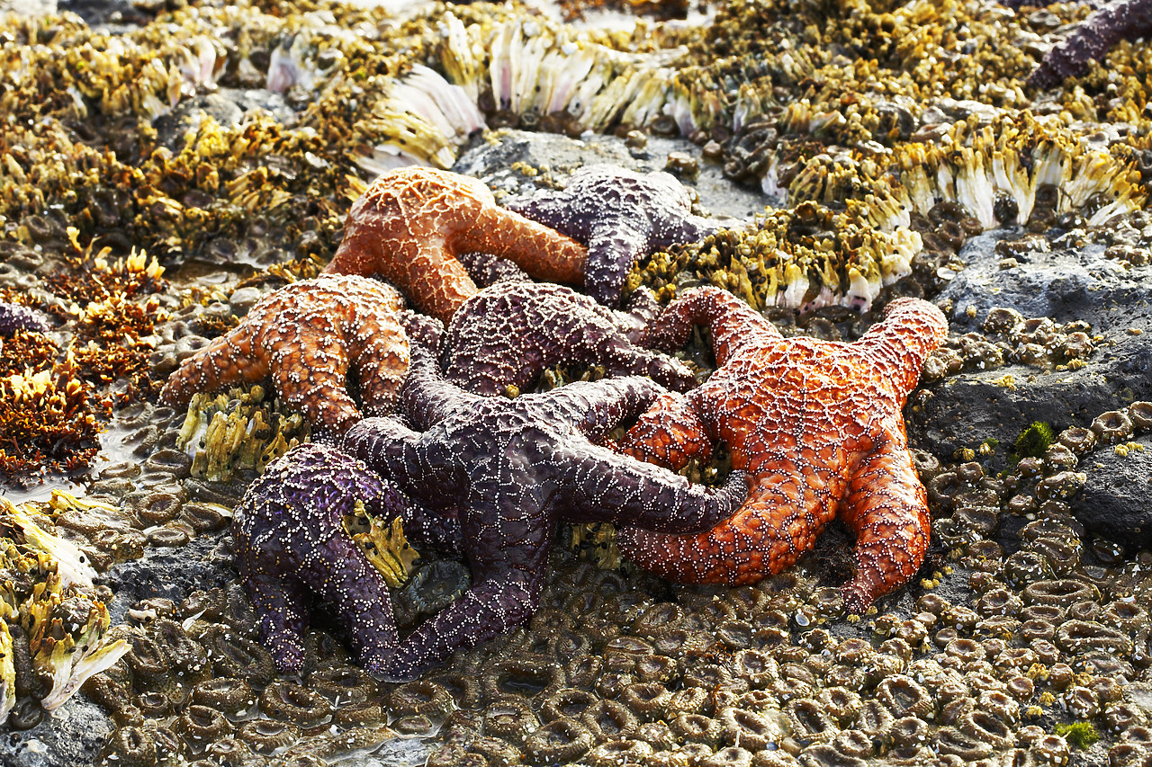 #070393-1 - Ochre Sea Stars, Cannon Beach, Oregon, USA