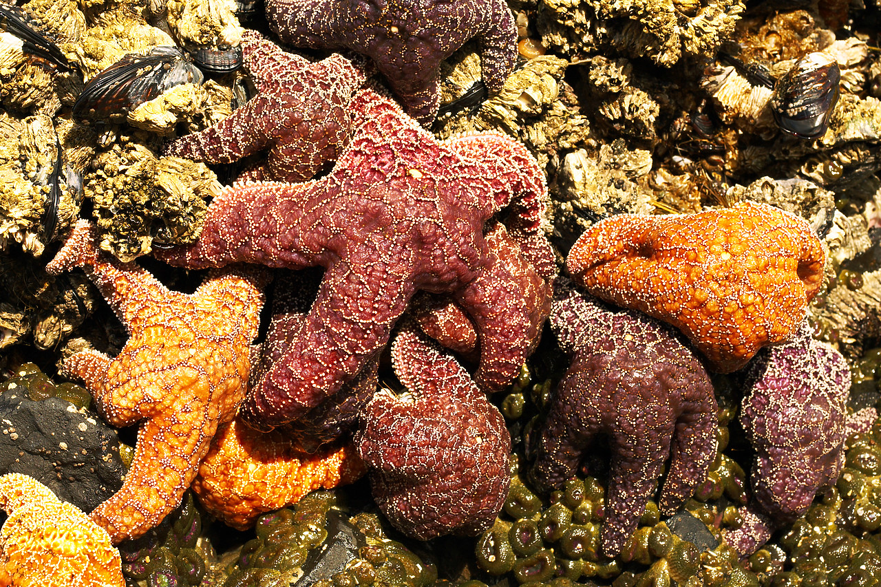 #070394-1 - Ochre Sea Stars, Cannon Beach, Oregon, USA