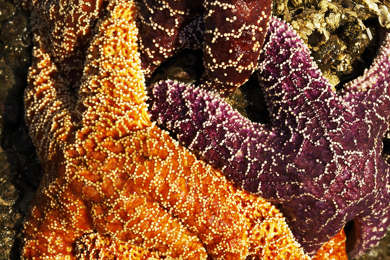 #070395-1 - Ochre Sea Stars, Cannon Beach, Oregon, USA