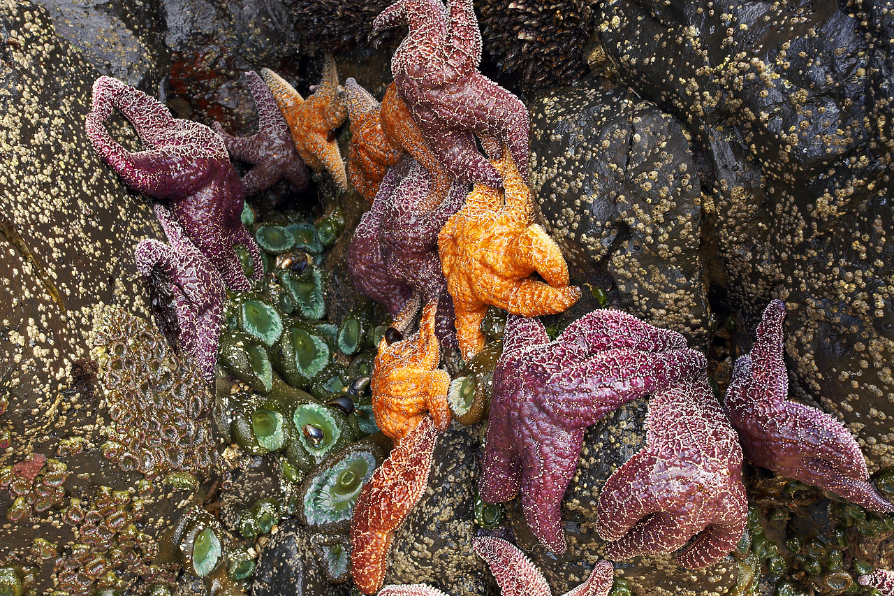 #070396-1 - Ochre Sea Star & Green Anemones, Cannon Beach, Oregon, USA