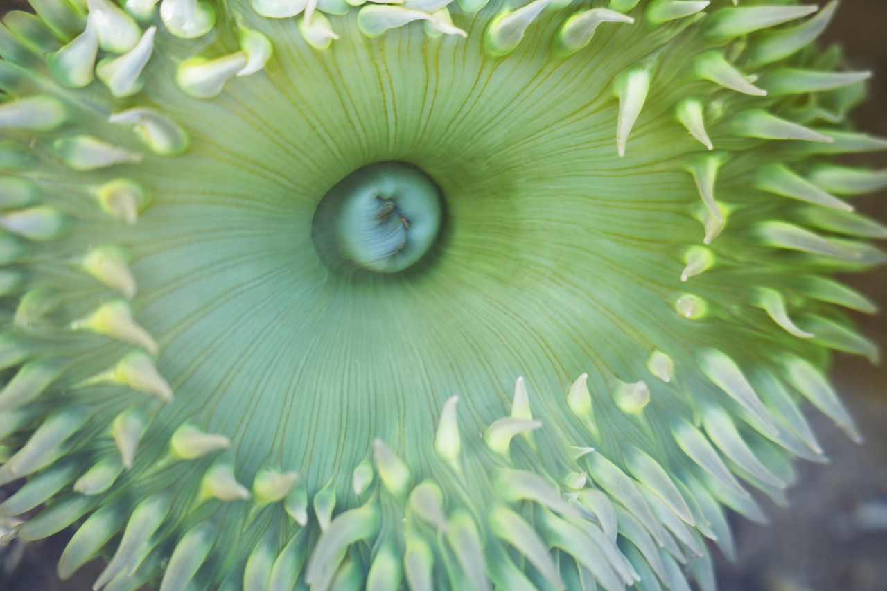 #070398-1 - Green Anemone, Cannon Beach, Oregon, USA