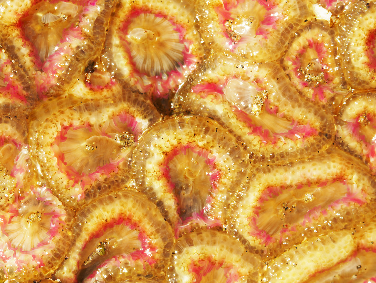 #070399-1 - Jewel Anemone Patterns, Cannon Beach, Oregon, USA