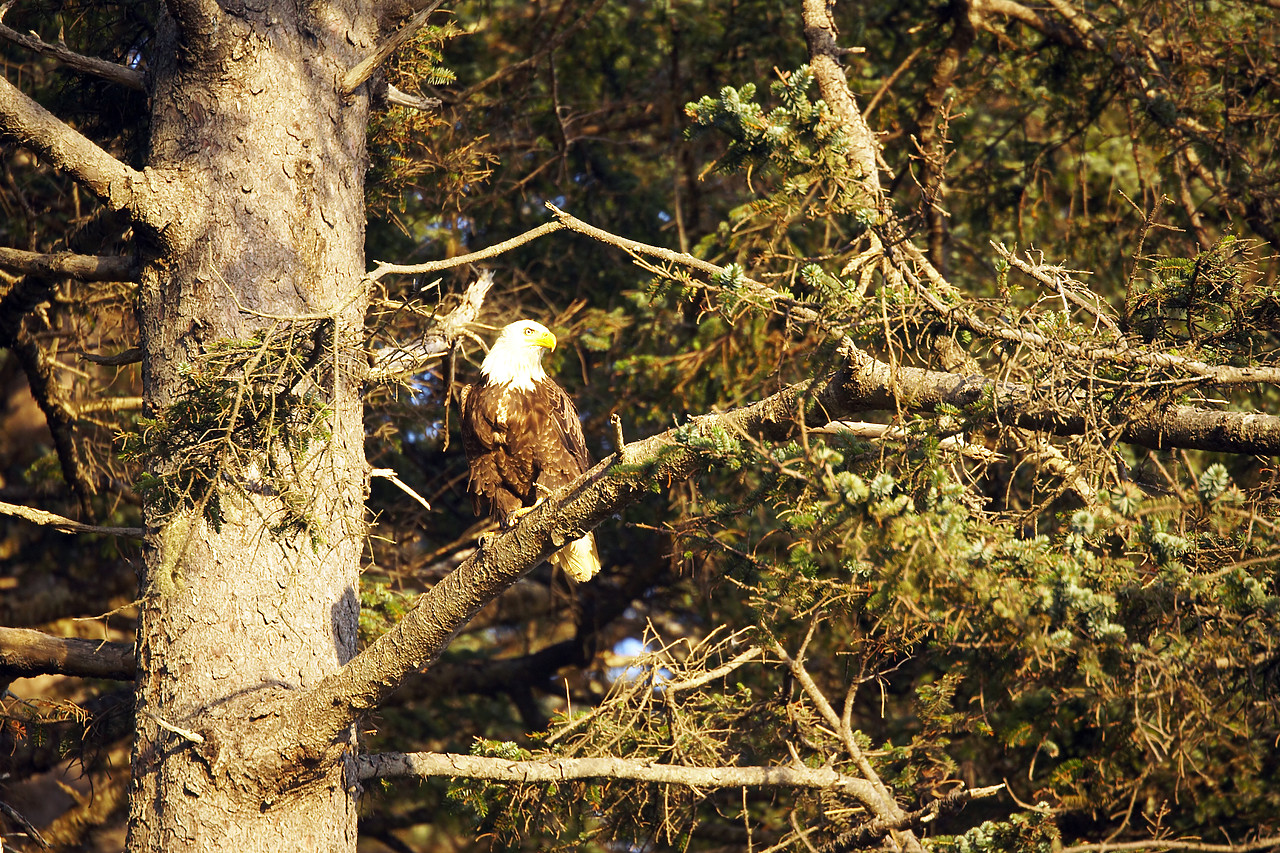 #070401-2 - Bald Eagle in Pine Tree, Olympic National Park, Washington, USA