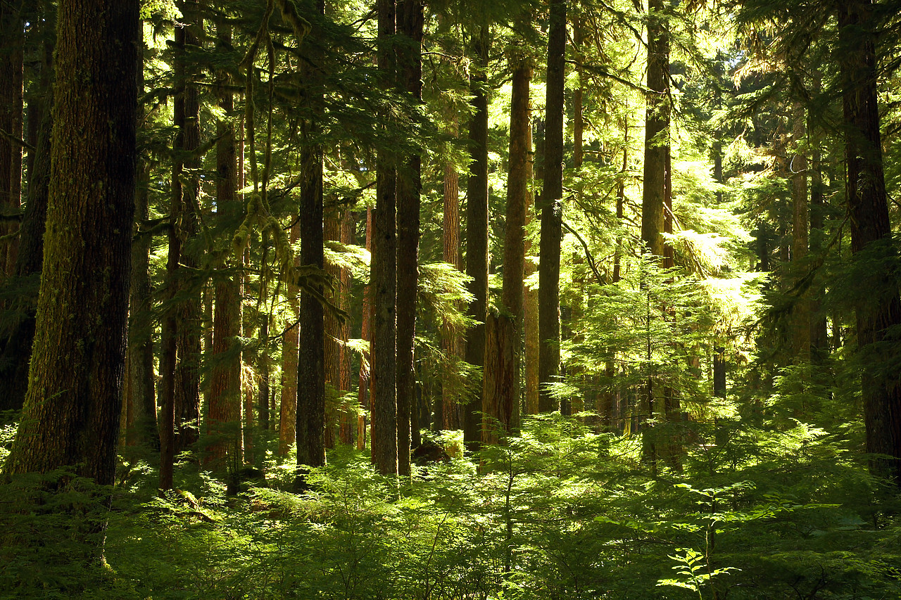 #070416-1 - Sol Duc Forest, Olympic National  Park, Washington, USA