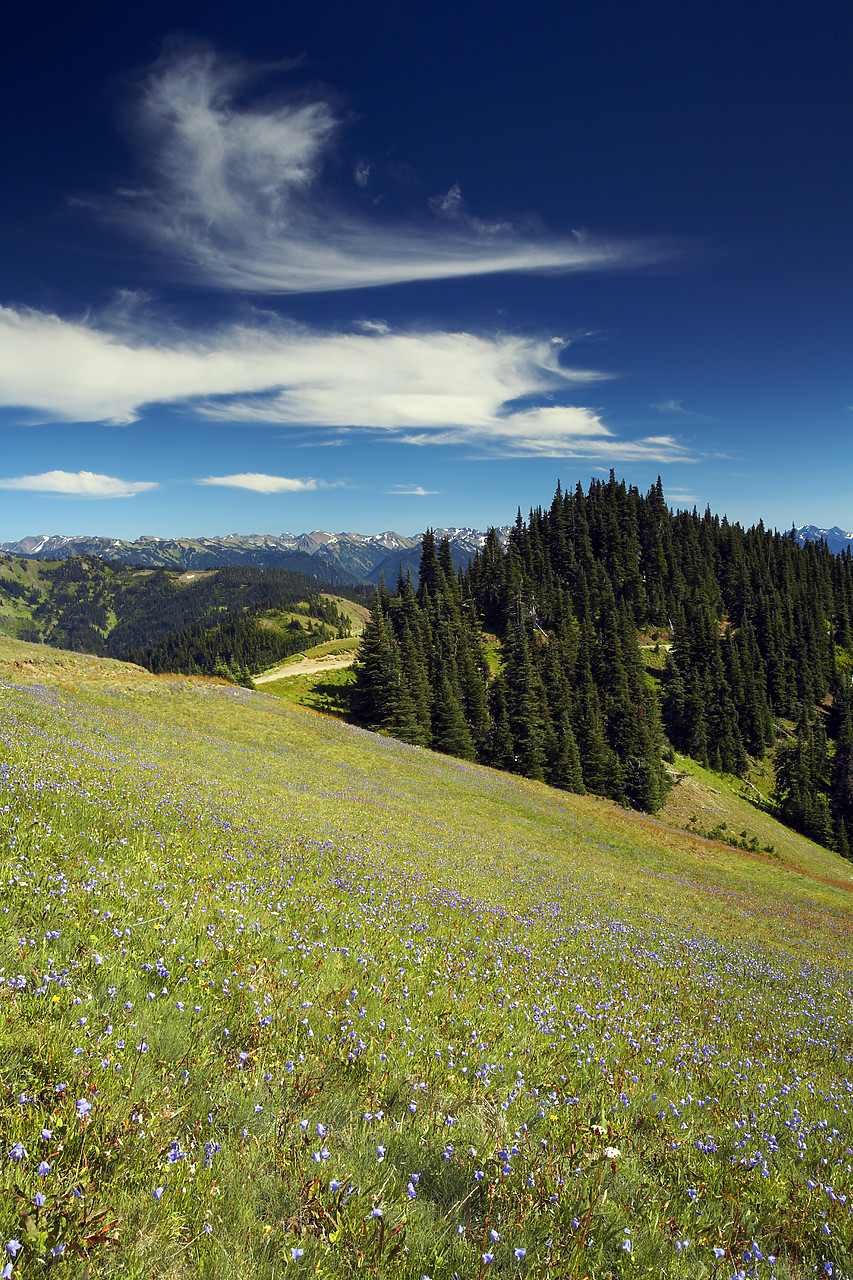 #070419-1 - Hurricane Ridge, Olympic National Park, Washington, USA