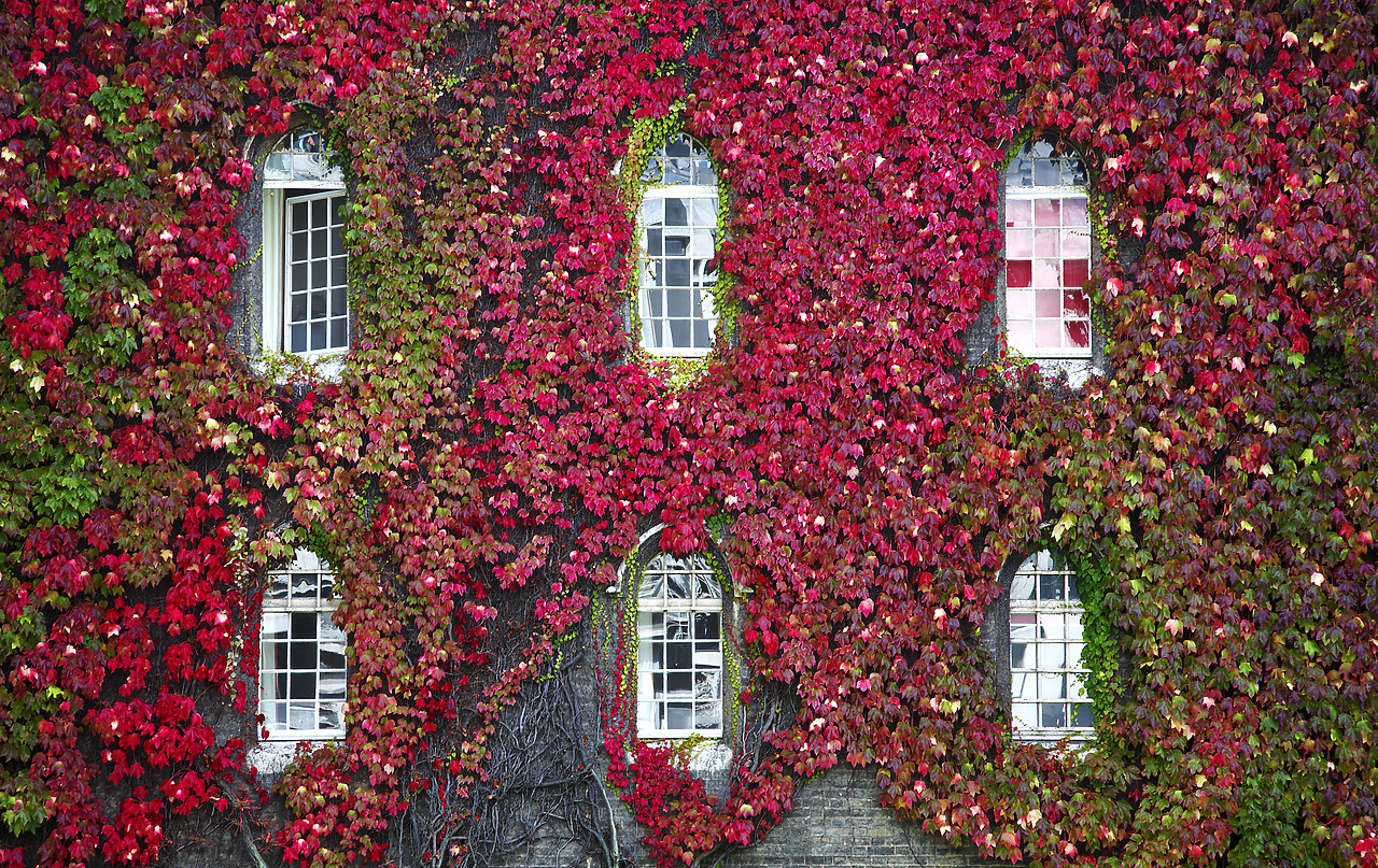 #070429-1 - Gothic Windows & Virginia Creeper, Cambridge, Cambridgeshire, England