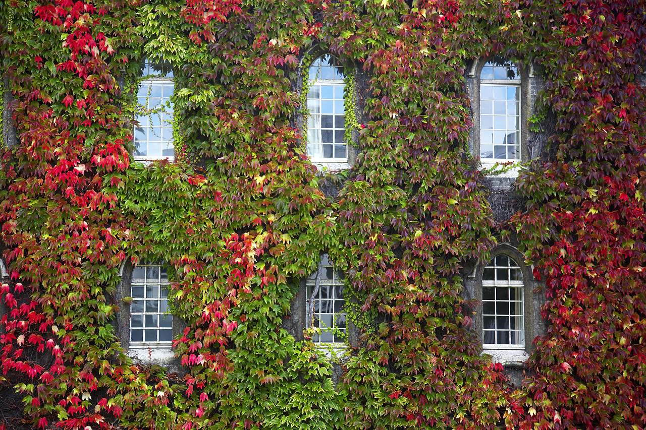 #070430-1 - Gothic Windows & Virginia Creeper, Cambridge, Cambridgeshire, England
