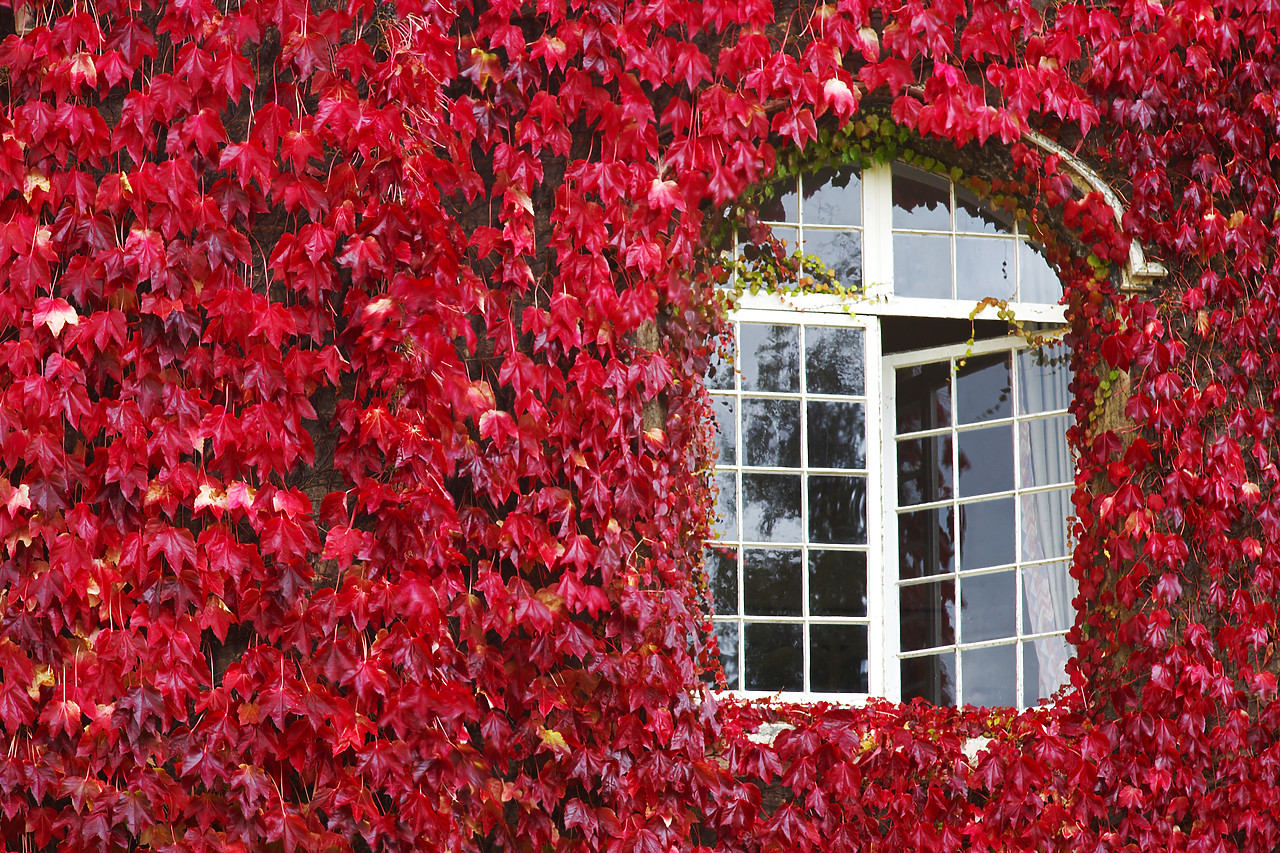 #070431-1 - Gothic Window & Virginia Creeper, Cambridge, Cambridgeshire, England