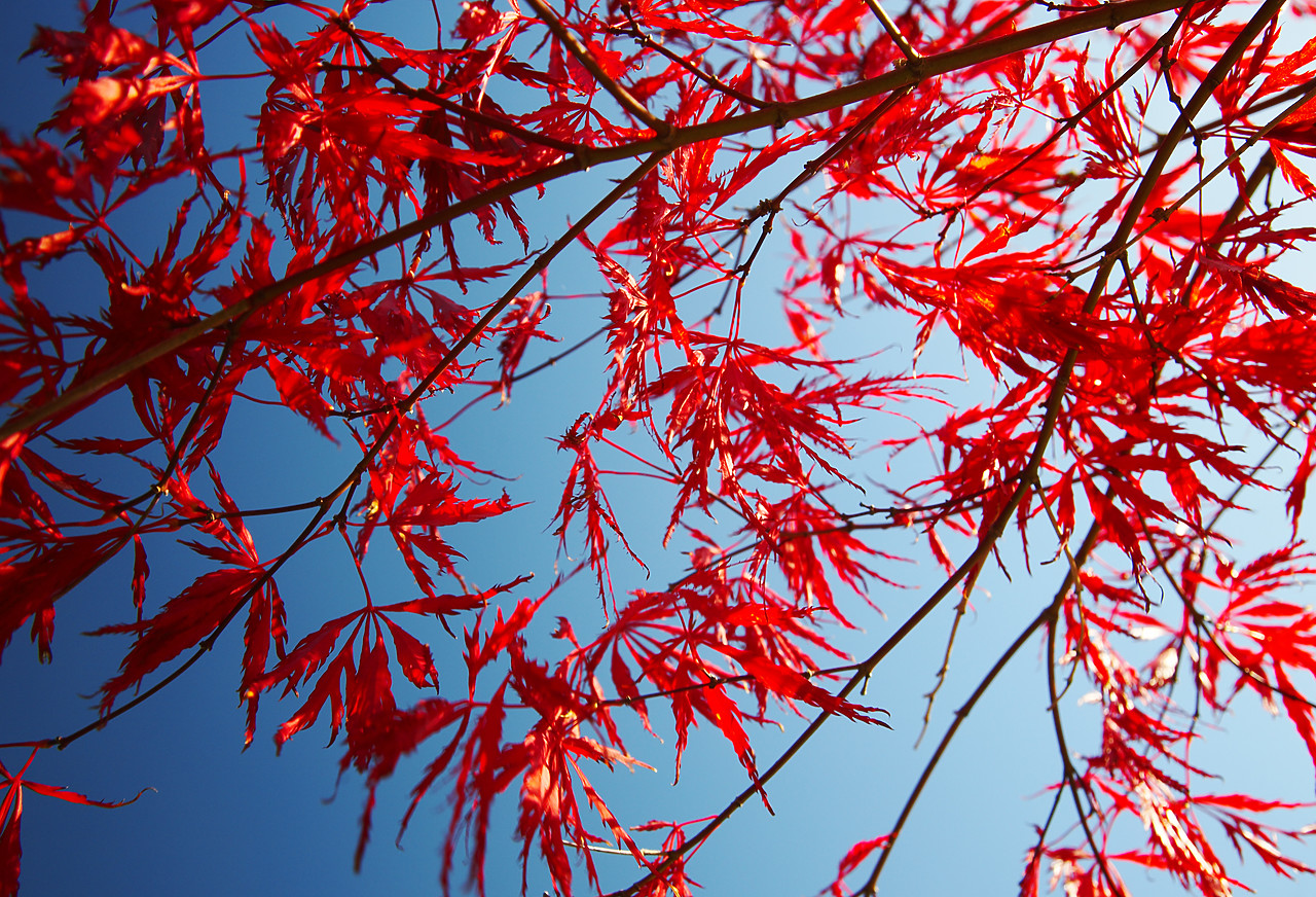#070438-1 - Japanese Maple Leaves in Autumn, Norfolk, England