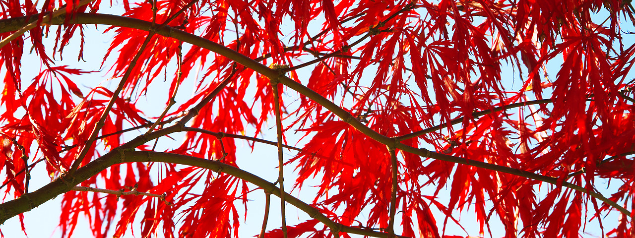 #070439-1 - Japanese Maple Leaves in Autumn, Norfolk, England