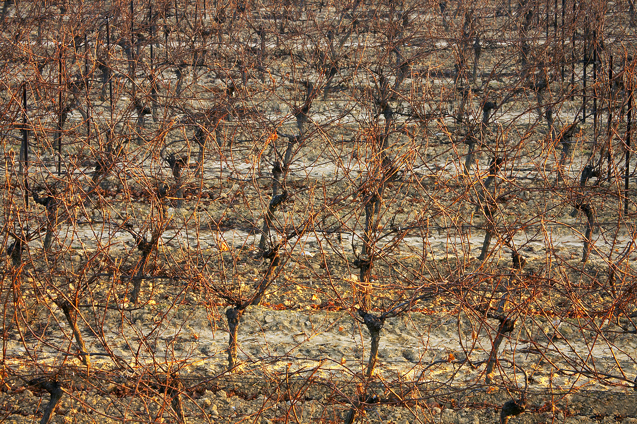 #070514-1 - Patterns of Bare Grape Vines, Carcassonne, Languedoc, France
