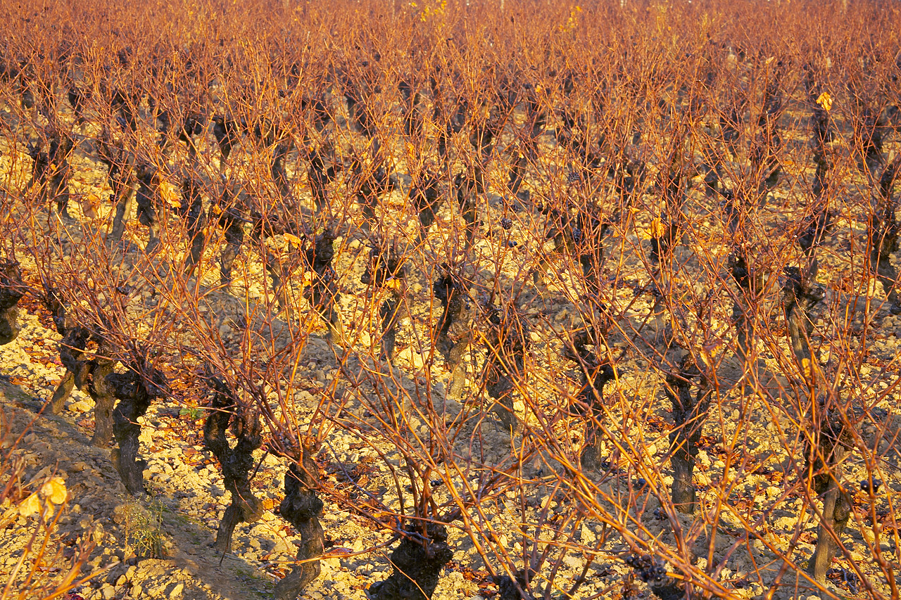 #070515-1 - Patterns of Bare Grape Vines, Carcassonne, Languedoc, France
